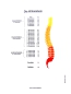 Preview: Schautafel Wirbelsäule