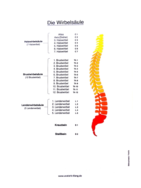 Schautafel Wirbelsäule